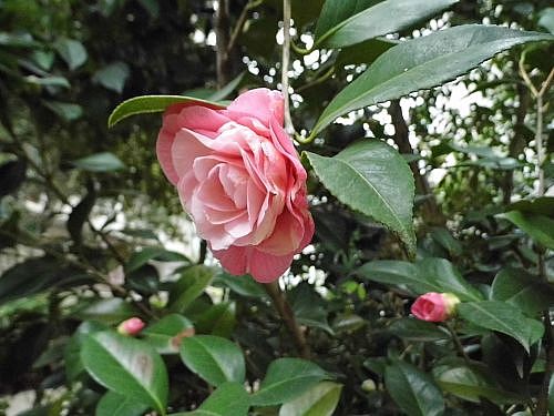 茶花1.jpg