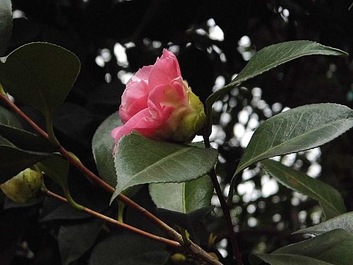 茶花2.jpg