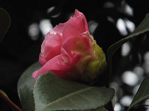茶花3.jpg