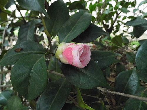茶花4.jpg