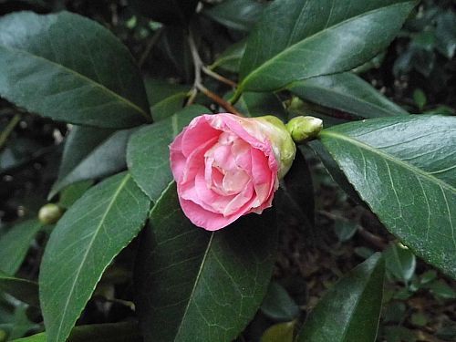 茶花5.jpg