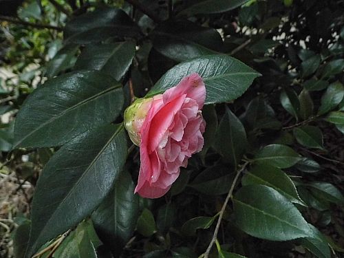 茶花6.jpg