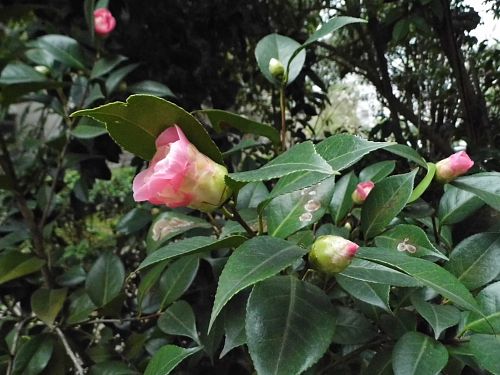 茶花8.jpg