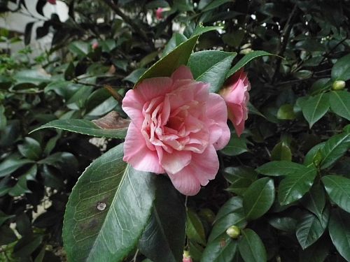 茶花7.jpg