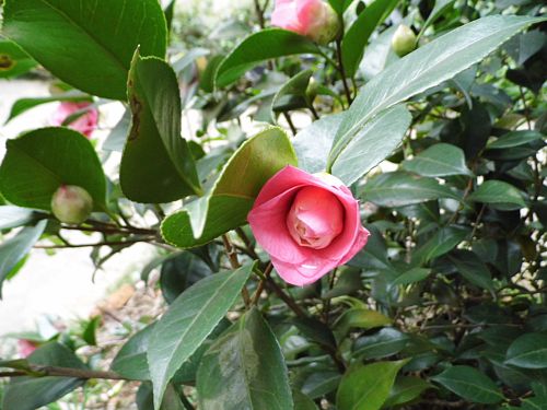 茶花.jpg