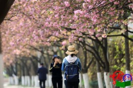 樱花盛开 春满校园+——襄阳市第四中学