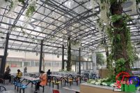 武汉高校现树林食堂 学生可在树下进餐