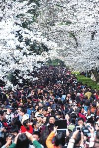武汉大学樱花盛开 数万游客挤爆校园